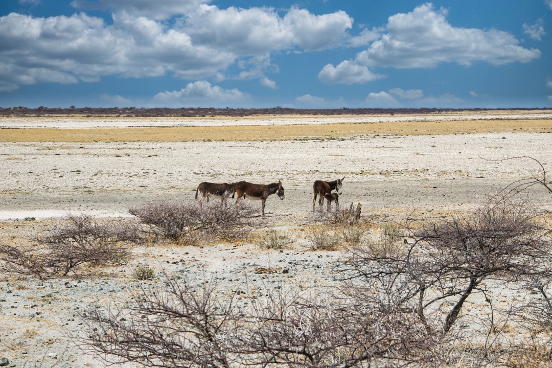 Jacks Camp Kalahari Makgadikgadi Pans