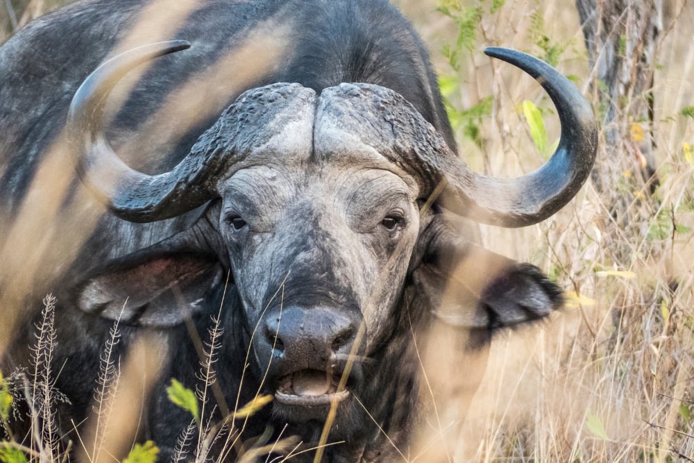 Shark Attacks Buffalo in Kruger