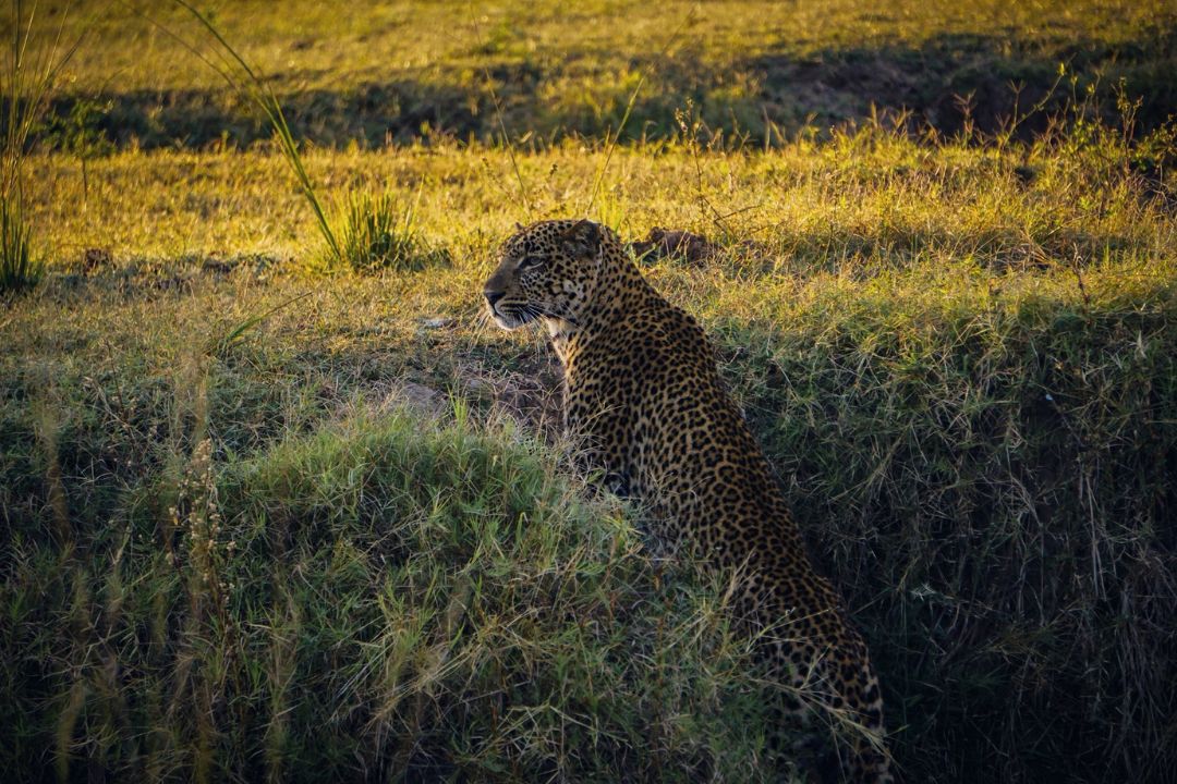 South Luangwa National Park, Zambia